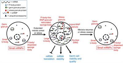 Germ Cell Responses to Stress: The Role of RNP Granules